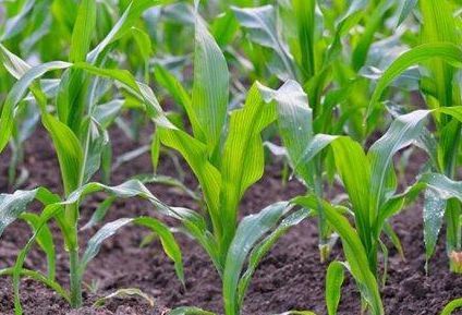 农民种玉米,5叶期不注意这点,一定会减产!