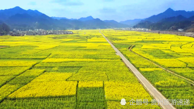 贵州铜仁瓦屋乡万亩油菜花绽放来一场金色花海最美约会