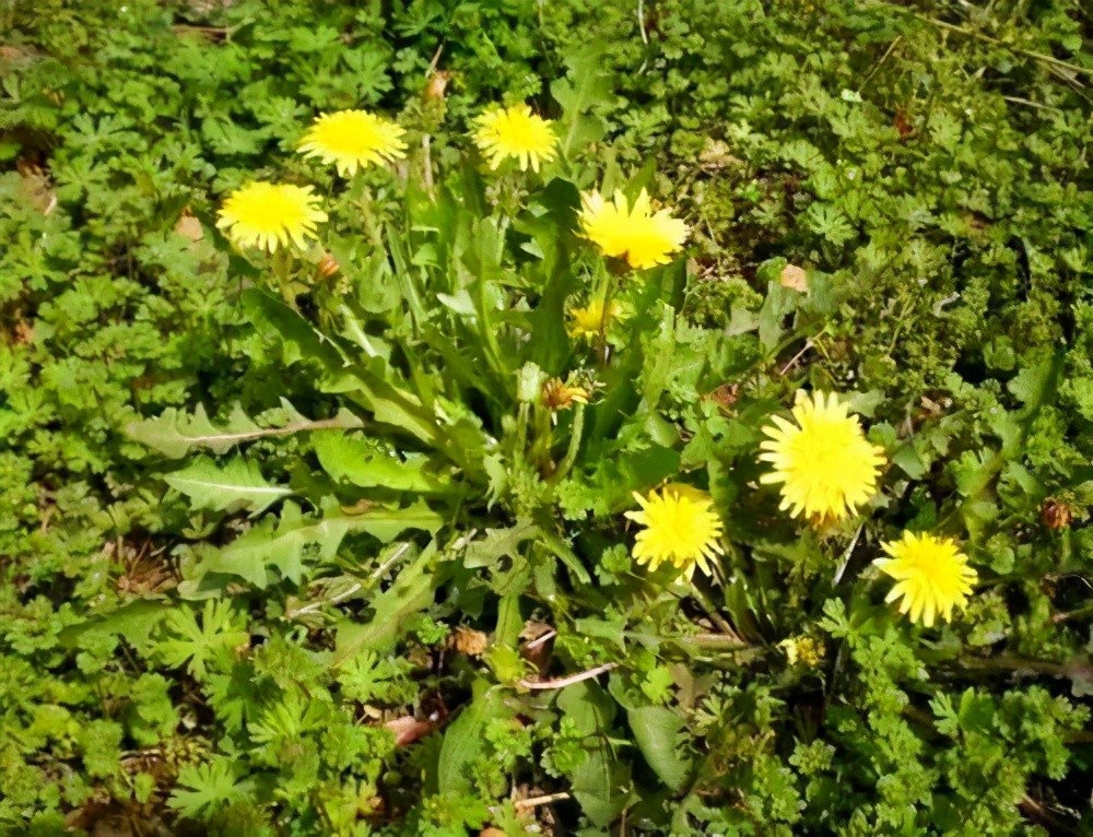 长柔毛头状花序,总苞钟状,瘦果暗褐色,长冠毛白色一蒲公英的种类和花
