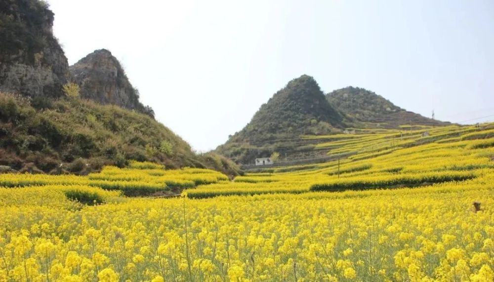 片花海里金燦燦的油菜花鑲嵌在田野上六盤水木崗鎮萬畝油菜花爭相開放