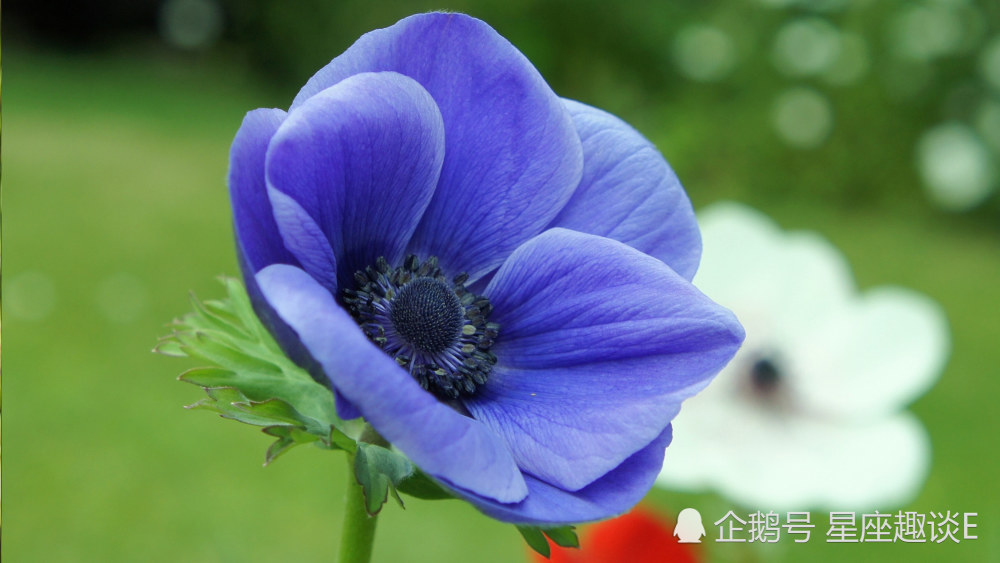 3月11日 15日星座运势 金牛头脑灵活 狮子执行力强 双鱼明确目标 腾讯新闻