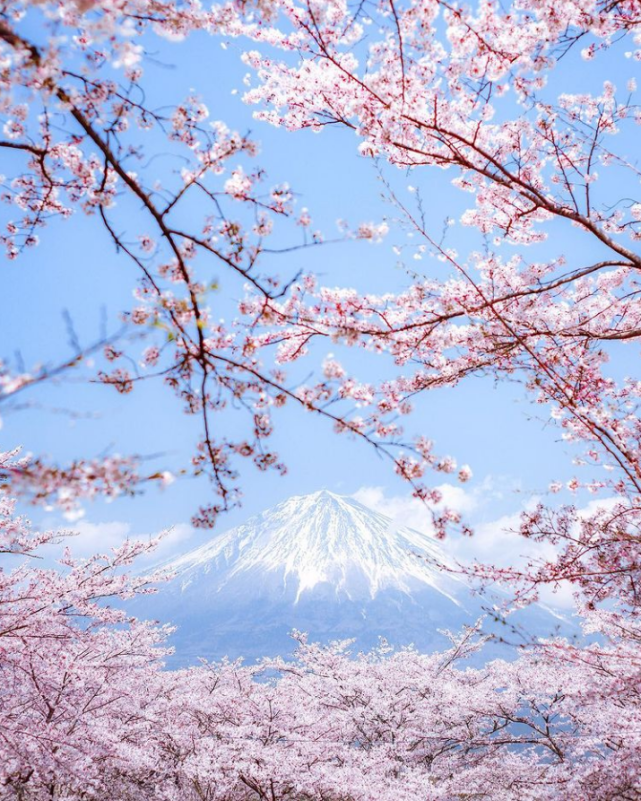 21年日本樱花前线预测 送你一份赏樱地图 明年一定去 京都 奈良公园 日本樱花 日本 旅游