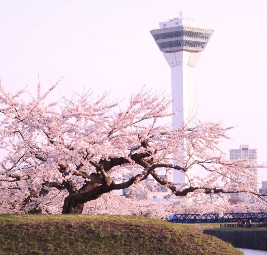 2021年日本櫻花前線預測送你一份賞櫻地圖日本見