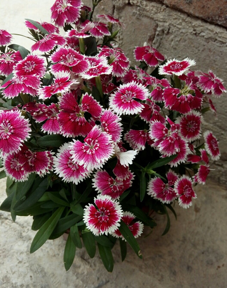 石竹花图片(霹雳石竹花图片)