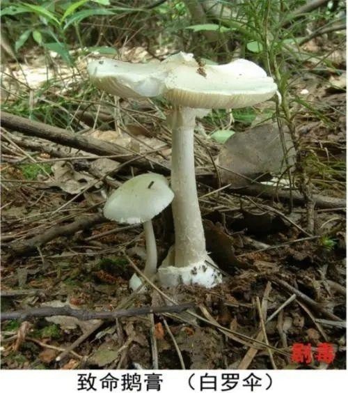 野生蘑菇千万别采否则分分钟让你成仙