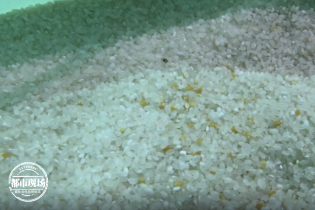 黄曲霉素污染的大米图图片