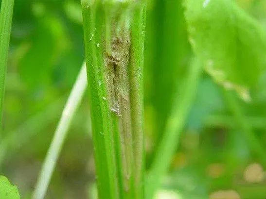 3,由于缺硼元素,芹菜在长心时需要大量的硼,这时缺硼会导致茎裂.