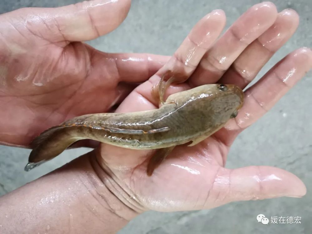 芒市这种凶猛的土著鱼类,真香!_腾讯新闻