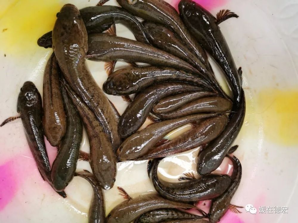 芒市这种凶猛的土著鱼类,真香!_腾讯新闻