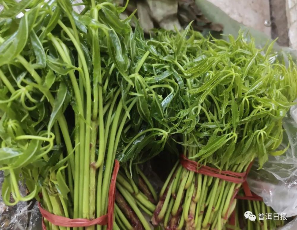 而在景谷傣族彝族自治县只知道它还有个名字叫火镰菜,普报君也不知道