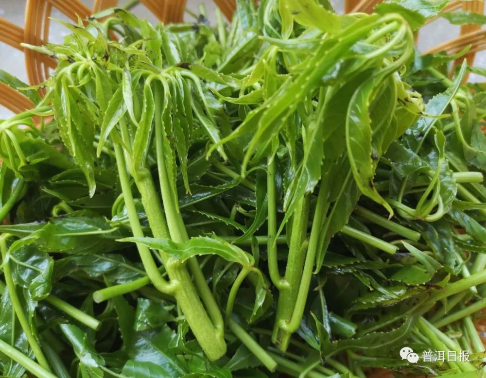 而在景谷傣族彝族自治县只知道它还有个名字叫火镰菜,普报君也不知道