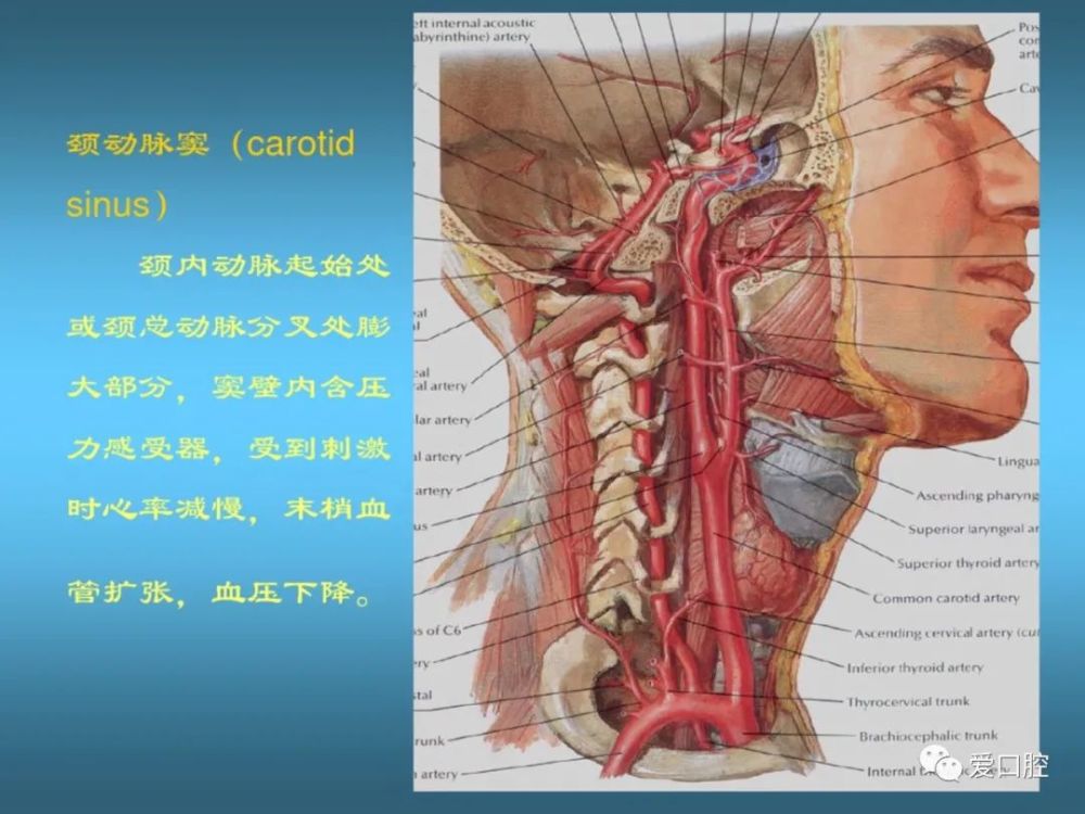 口腔局部解剖學之血管