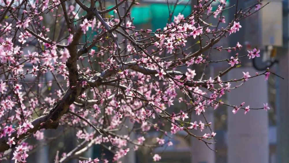 桃花再次绽放龙华,革命精神永传承_腾讯新闻