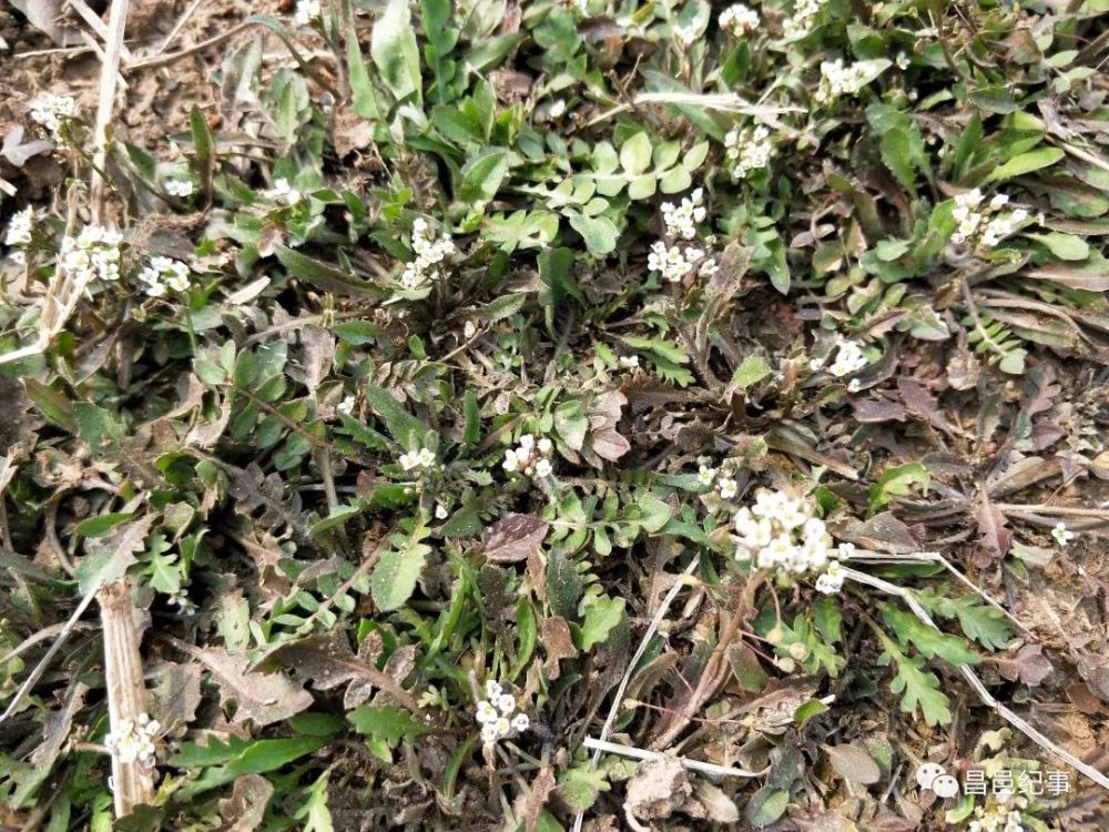荠菜花里找荠菜有点绕