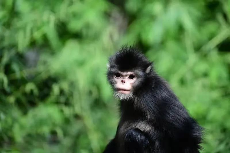 这两年,他参与了怒江金丝猴野外调查工作,拍摄到了许多珍贵的怒江