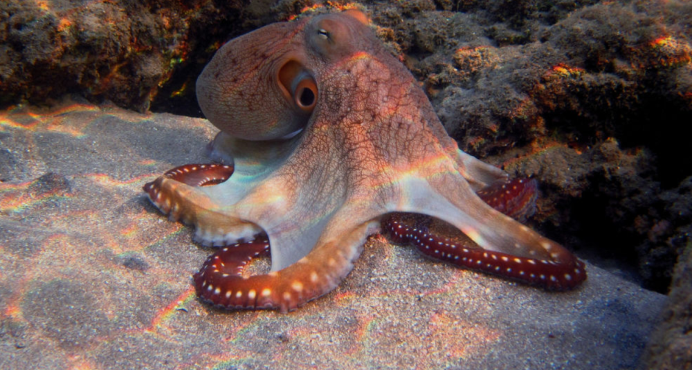 章鱼真不是地球物种?