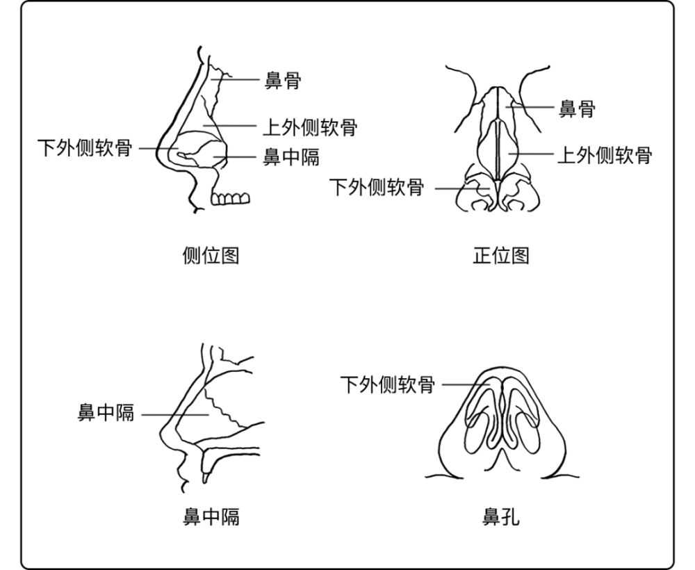 从鼻子的结构来看支撑鼻子山根部分的是鼻骨支撑山根以下部分的是软骨