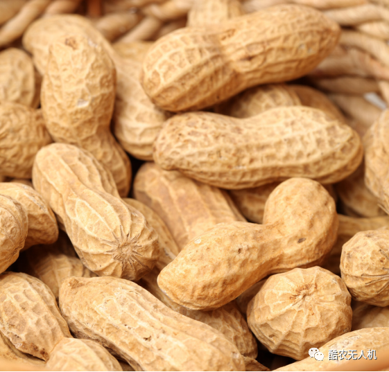 21年春季花生如何施肥 施什么肥 每亩用多少肥料 腾讯新闻