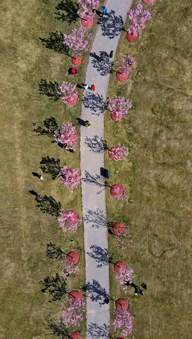城事 上海樱花节 拍了拍你 向你发出赏樱邀请 腾讯新闻