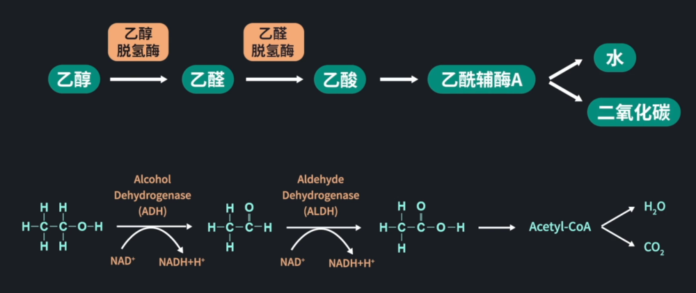 喝酒|酒局保命大法：聚餐中的科学挡酒指南，再也不用担心被劝酒啦！