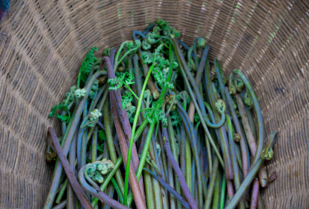 春天好吃的5種野菜,美味營養足,再貴也要買,錯過又得等一年_騰訊新聞