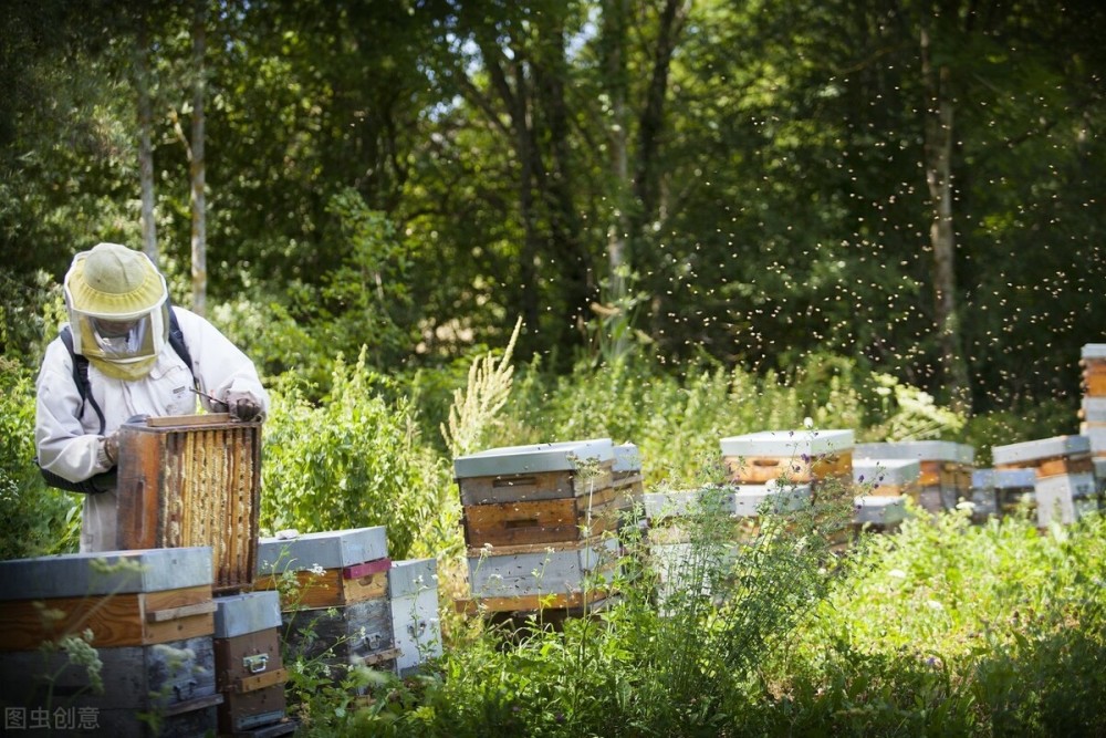 蜜蜂|蜜蜂出巢采蜜前会吃一肚子蜂蜜走，养蜂人告诉你原因，这是好兆头