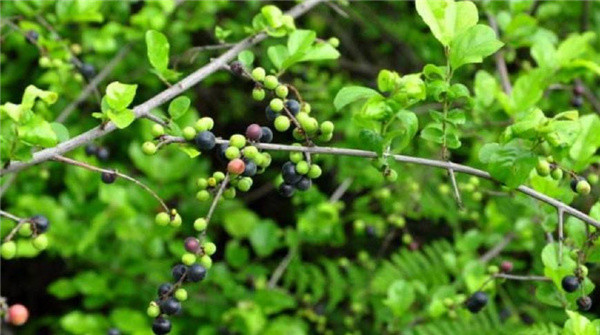 雀梅其实就是雀梅藤的果实,而雀梅藤这种植物就是典型的灌木,枝条上