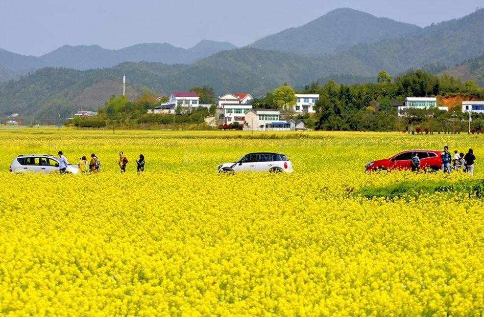 长沙县江背镇万亩油菜花海形成于2015年,时间并不是很久,但却是长沙市