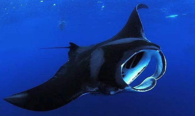 海鱼|这种长了翅膀的海鱼，可跃出海面2米之高