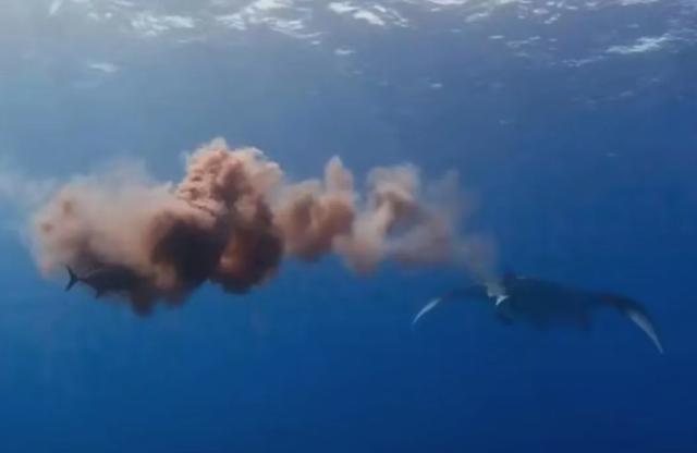 海鱼|这种长了翅膀的海鱼，可跃出海面2米之高