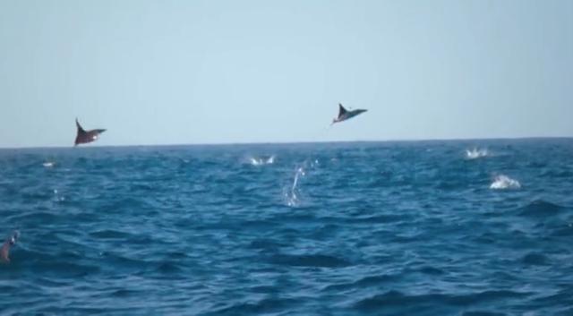 海鱼|这种长了翅膀的海鱼，可跃出海面2米之高