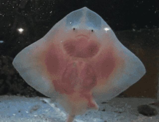 海鱼|这种长了翅膀的海鱼，可跃出海面2米之高