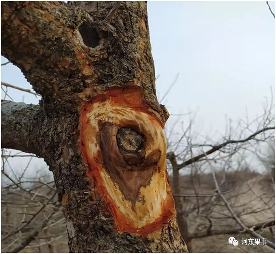 果树腐烂病大爆发防治刻不容缓