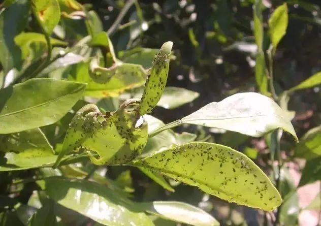 柑橘|柑橘花期防治病虫害要点