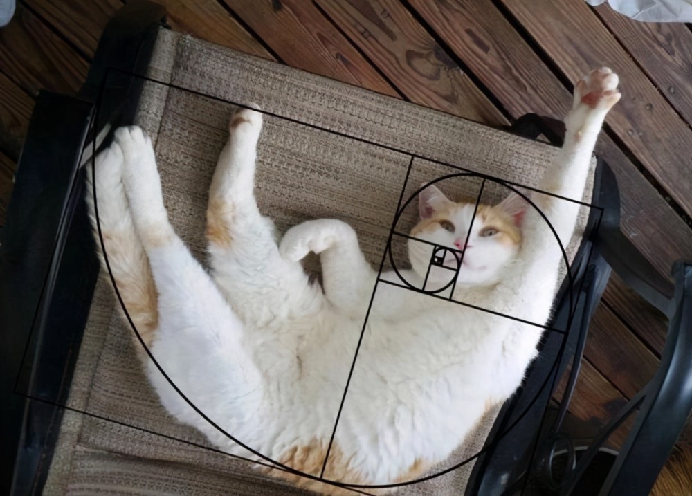 "黄金分割"真的具备美感吗?或许所谓的黄金比例是一场千年骗局_腾讯新