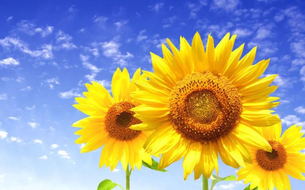 正能量满满的励志语阳光暖心充满智慧