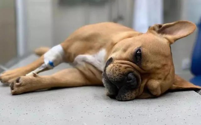 狗狗即将生病的9大症状第8个最危险建议铲屎官收藏