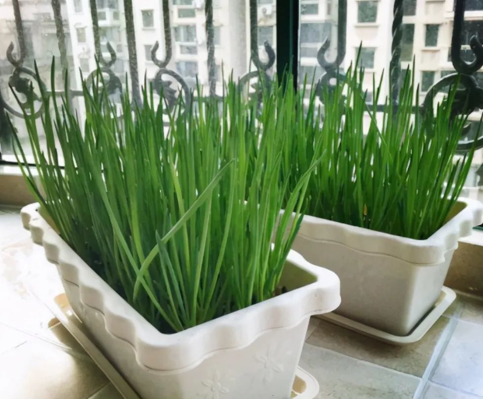 香葱|如何让“香葱”连续采收2年？做好这3点，葱苗都能“挤爆”盆