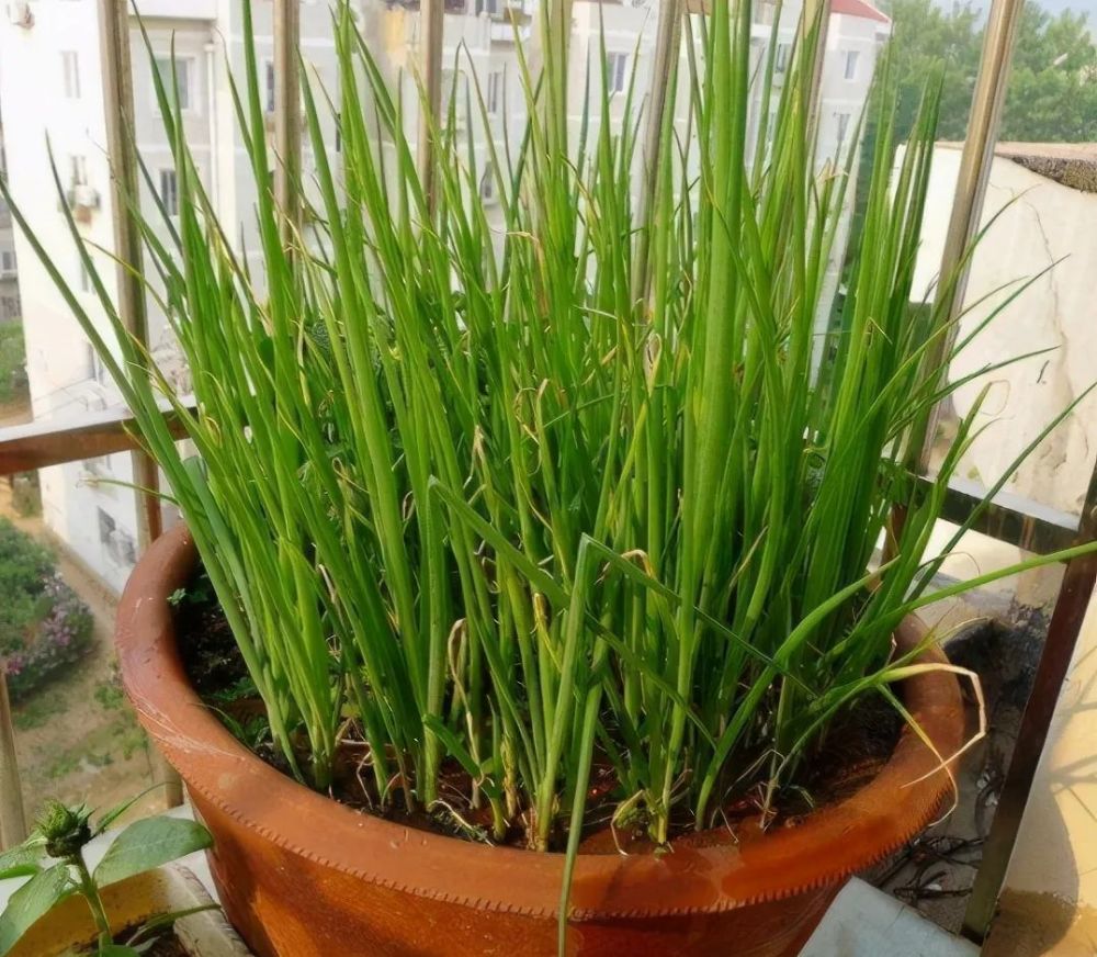 如何让"香葱"连续采收2年?做好这3点,葱苗都能"挤爆"盆