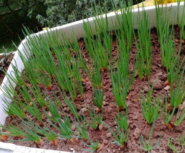 香葱|如何让“香葱”连续采收2年？做好这3点，葱苗都能“挤爆”盆