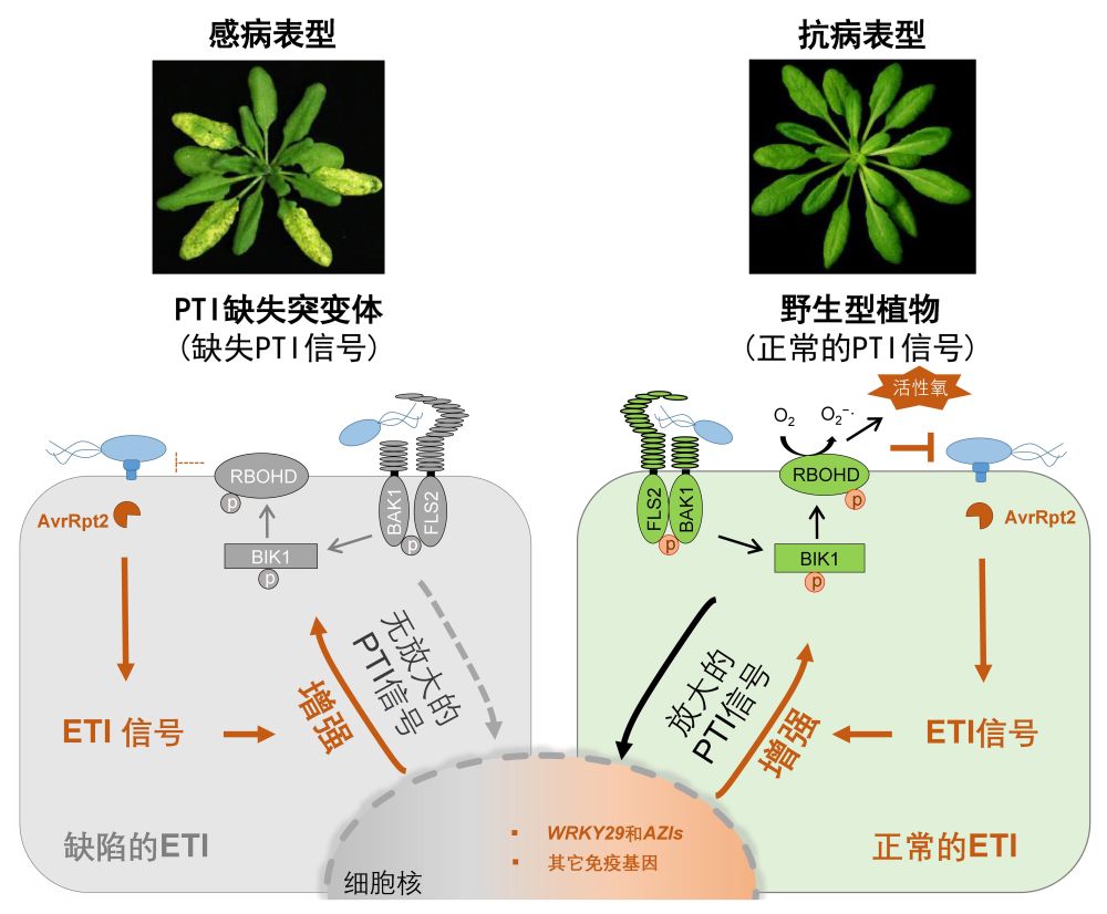 免疫系统|《自然》刊登上海团队成果：发现植物两大免疫系统协同抗敌