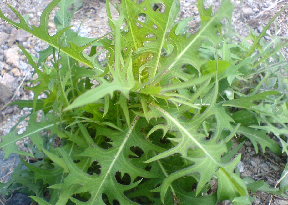 年轻人路边薅1把网红野菜回家老人这不就是当年的猪草吗