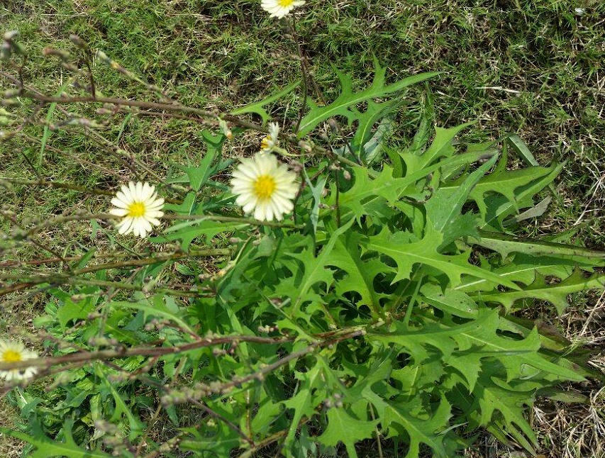 年轻人路边薅1把"网红野菜"回家,老人:这不就是当年的猪草吗