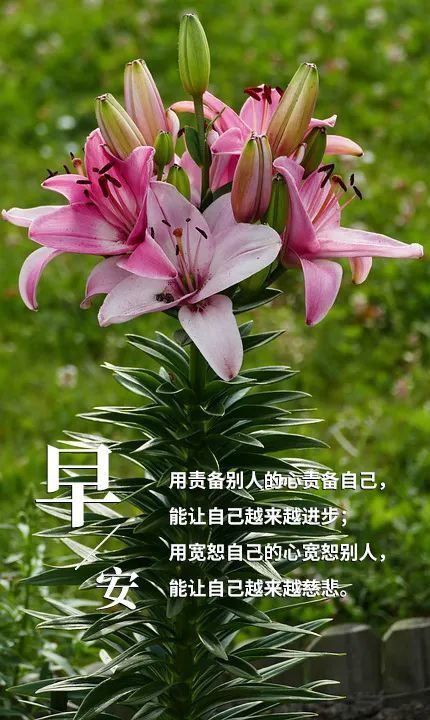 每日早安心语大全 早安心语简短一句话