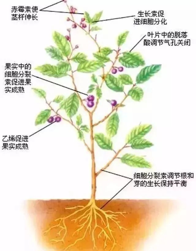 植保高手打藥的2大技巧磷酸二氫鉀與9大生長調節劑混配用法