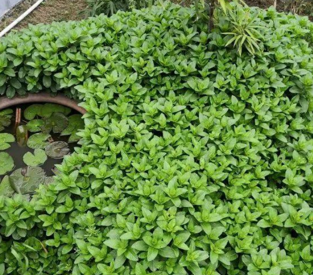 这5种花卉植物别地栽,容易泛滥成灾,多到除不完!