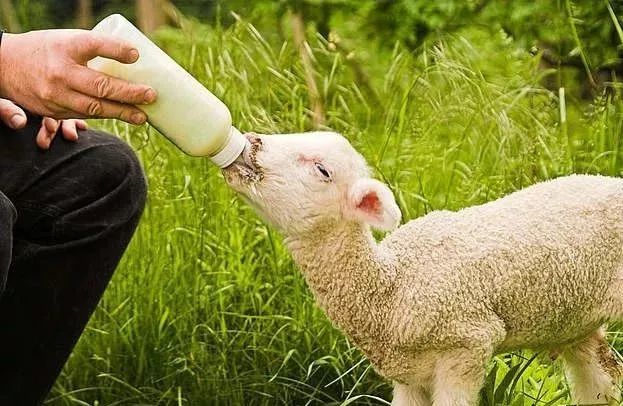 羊羔|产后母羊缺奶，小羔羊如何饲养？