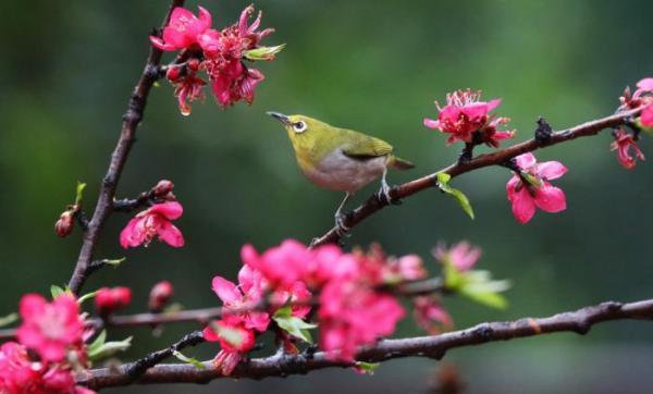 美圖|春回大地百花盛開 鳥語花香春意濃