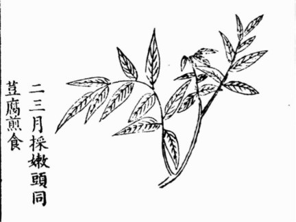 香椿,红了500年的时髦春菜