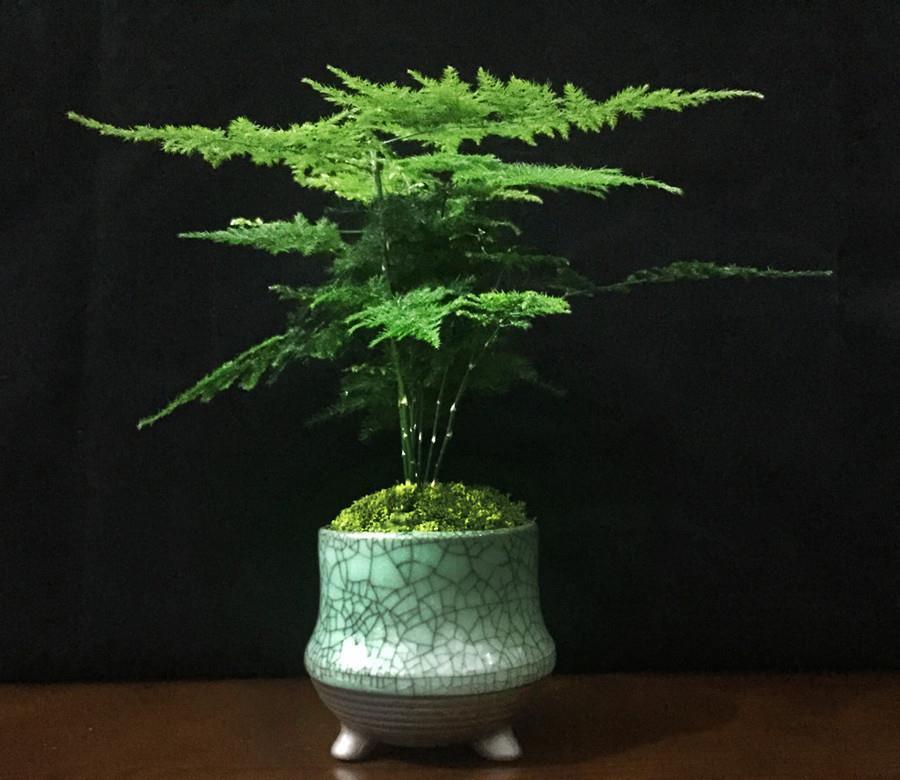 植物文竹你瞭解嗎